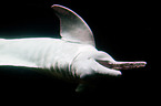 Amazonas-Flussdelfin
