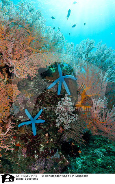 Blaue Seesterne / blue linckia starfishes / PEM-01448