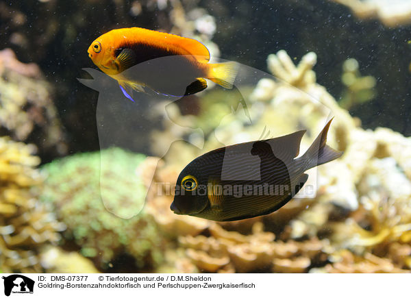 Goldring-Borstenzahndoktorfisch und Perlschuppen-Zwergkaiserfisch / DMS-07377