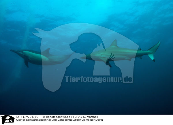 Kleiner Schwarzspitzenhai und Langschnuziger Gemeiner Delfin / FLPA-01789