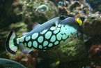 Leopard-Drckerfisch