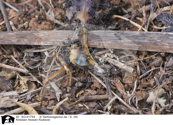 Ameisen fressen Kadaver / SO-01754
