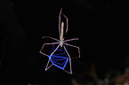 Echte Webspinne Deinopis longipes