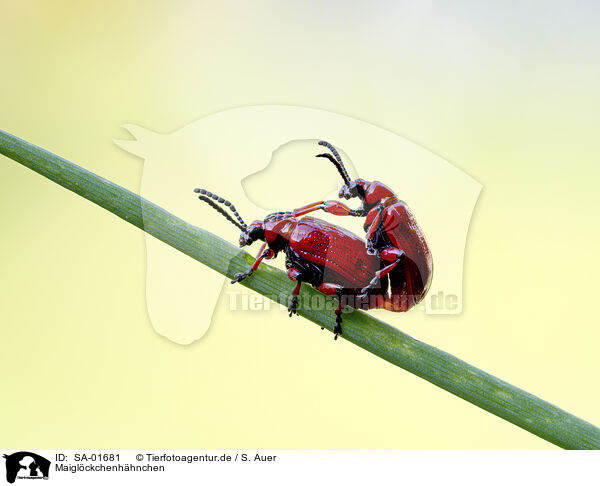 Maiglckchenhhnchen / onion beetle / SA-01681