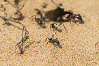 Namib-Dnen-Ameisen