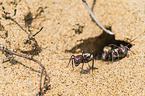 Namib-Dnen-Ameisen