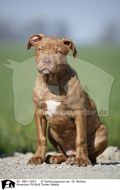 American Pit Bull Terrier Welpe / RR-11687