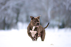 American Bulldog im Winter