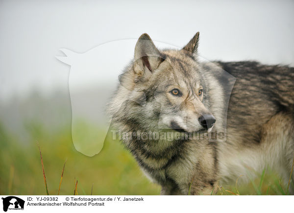 YJ-09382 - Amerikanischer Wolfshund Portrait Bilder Stockbilder kaufen