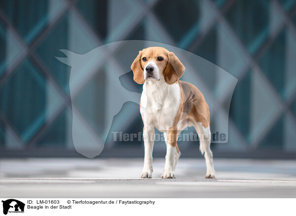 Beagle in der Stadt / Beagle in the city / LM-01603