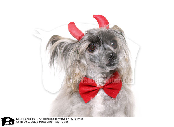 Chinese Crested Powderpuff als Teufel / RR-76548