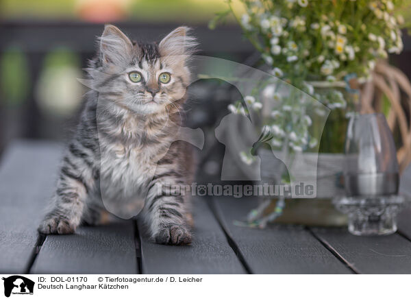 Deutsch Langhaar Ktzchen / German Longhair Kitten / DOL-01170