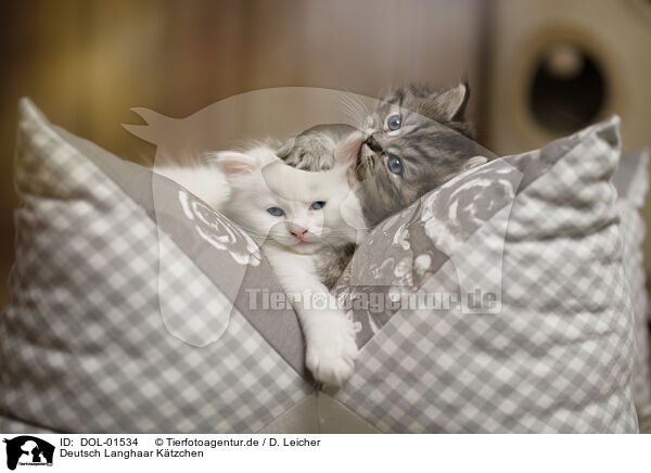 Deutsch Langhaar Ktzchen / German Longhair Kitten / DOL-01534