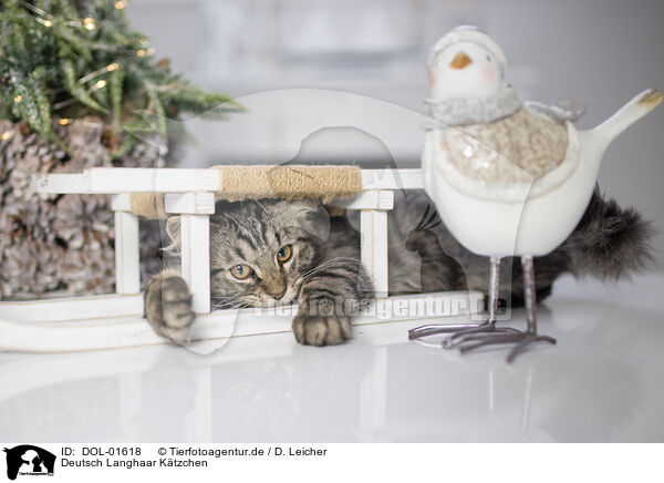 Deutsch Langhaar Ktzchen / German Longhair Kitten / DOL-01618