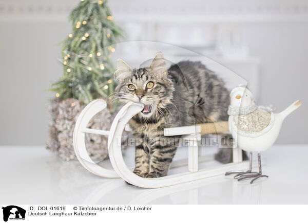 Deutsch Langhaar Ktzchen / German Longhair Kitten / DOL-01619