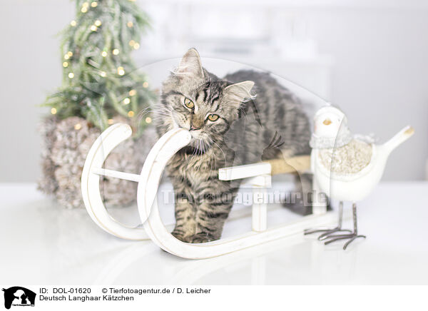 Deutsch Langhaar Ktzchen / German Longhair Kitten / DOL-01620