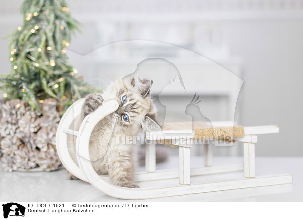 Deutsch Langhaar Ktzchen / German Longhair Kitten / DOL-01621