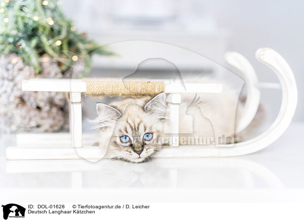 Deutsch Langhaar Ktzchen / German Longhair Kitten / DOL-01628