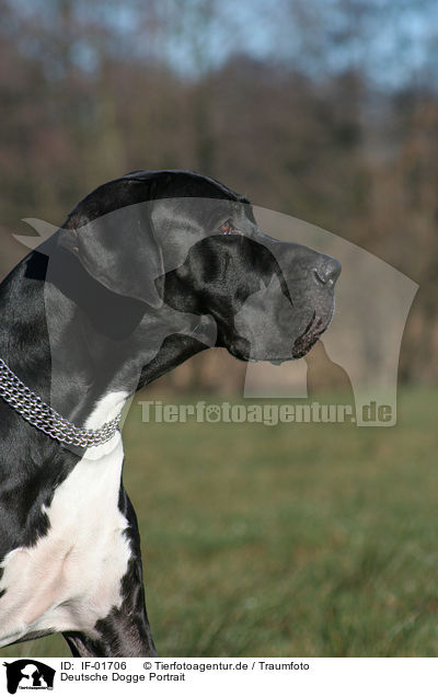 Deutsche Dogge Portrait / IF-01706