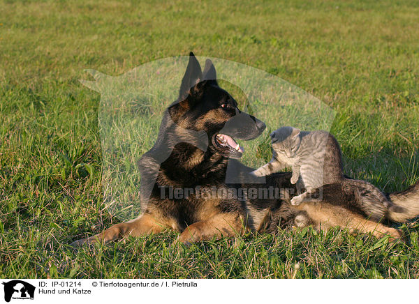 Hund und Katze / IP-01214