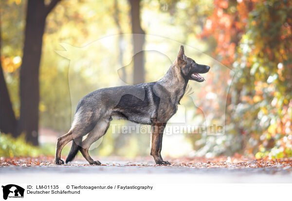 Deutscher Schferhund / German Shepherd / LM-01135