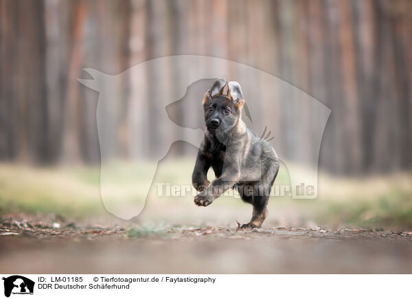 DDR Deutscher Schferhund / GDR German Shepherd / LM-01185