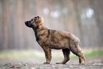 DDR Deutscher Schferhund