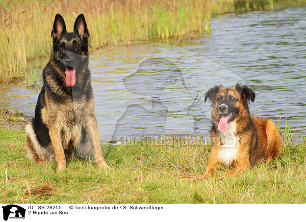 2 Hunde am See / SS-28255