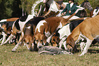 English Foxhounds bei der Jagd