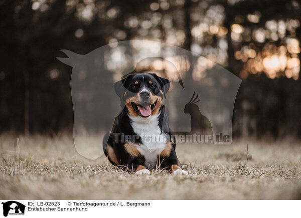 Entlebucher Sennenhund / LB-02523