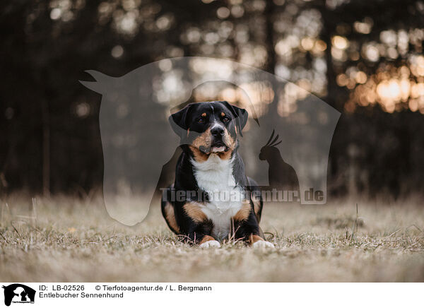 Entlebucher Sennenhund / Entlebuch Mountain Dog / LB-02526