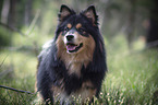Finnischer Lapphund Portrait