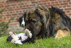 Germanischer Brenhund mit Border Collie Welpen