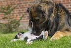 Germanischer Brenhund mit Border Collie Welpen