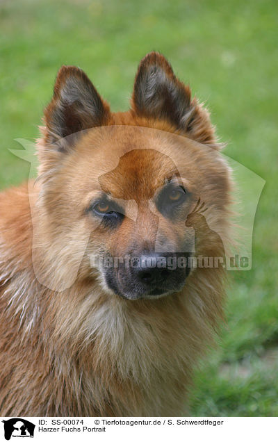 Harzer Fuchs Portrait / SS-00074