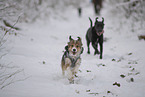 Hunde toben durch den Schnee