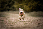 erwachsener Irish Soft Coated Wheaten Terrier