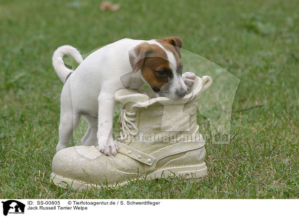 Jack Russell Terrier Welpe / SS-00805