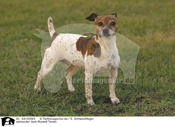 stehender Jack Russell Terrier / SS-00983