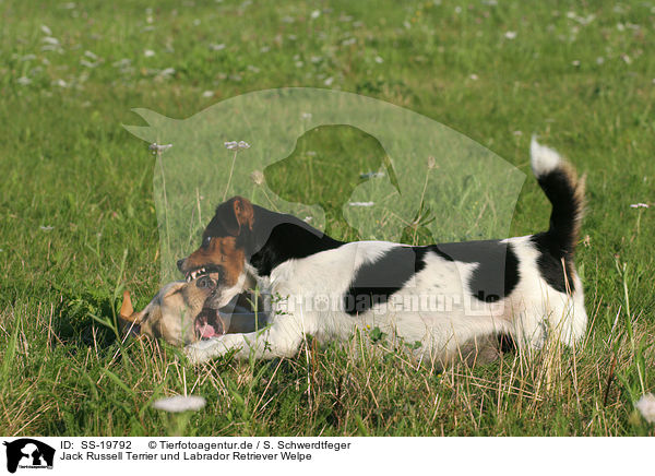 Jack Russell Terrier und Labrador Retriever Welpe / SS-19792