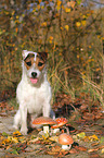 sitzender Jack Russell Terrier mit Pilzen