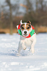 Jack Russell Terrier im Schnee