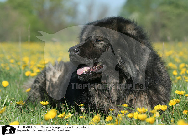 IF04402 liegender Kaukasischer Schäferhund / lying caucasian