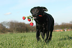 Labrador Retriever mit Rosen
