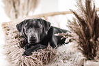 Labrador Hndin in der Farbe charcoal