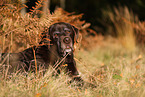 brauner Labrador Retriever Senior