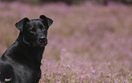 Mallorca Schferhund Portrait