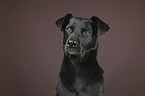 Mallorca Schferhund Portrait