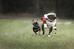 Miniatur Bullterrier und Franzsische Bulldogge