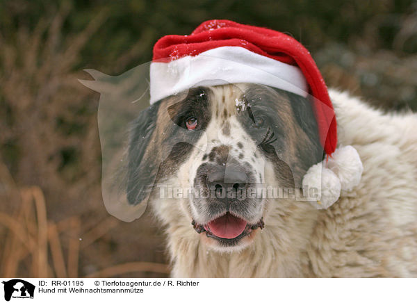 Hund mit Weihnachtsmannmtze / RR-01195